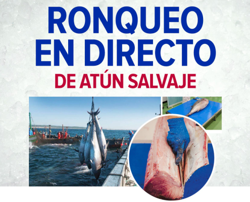 atun salvaje